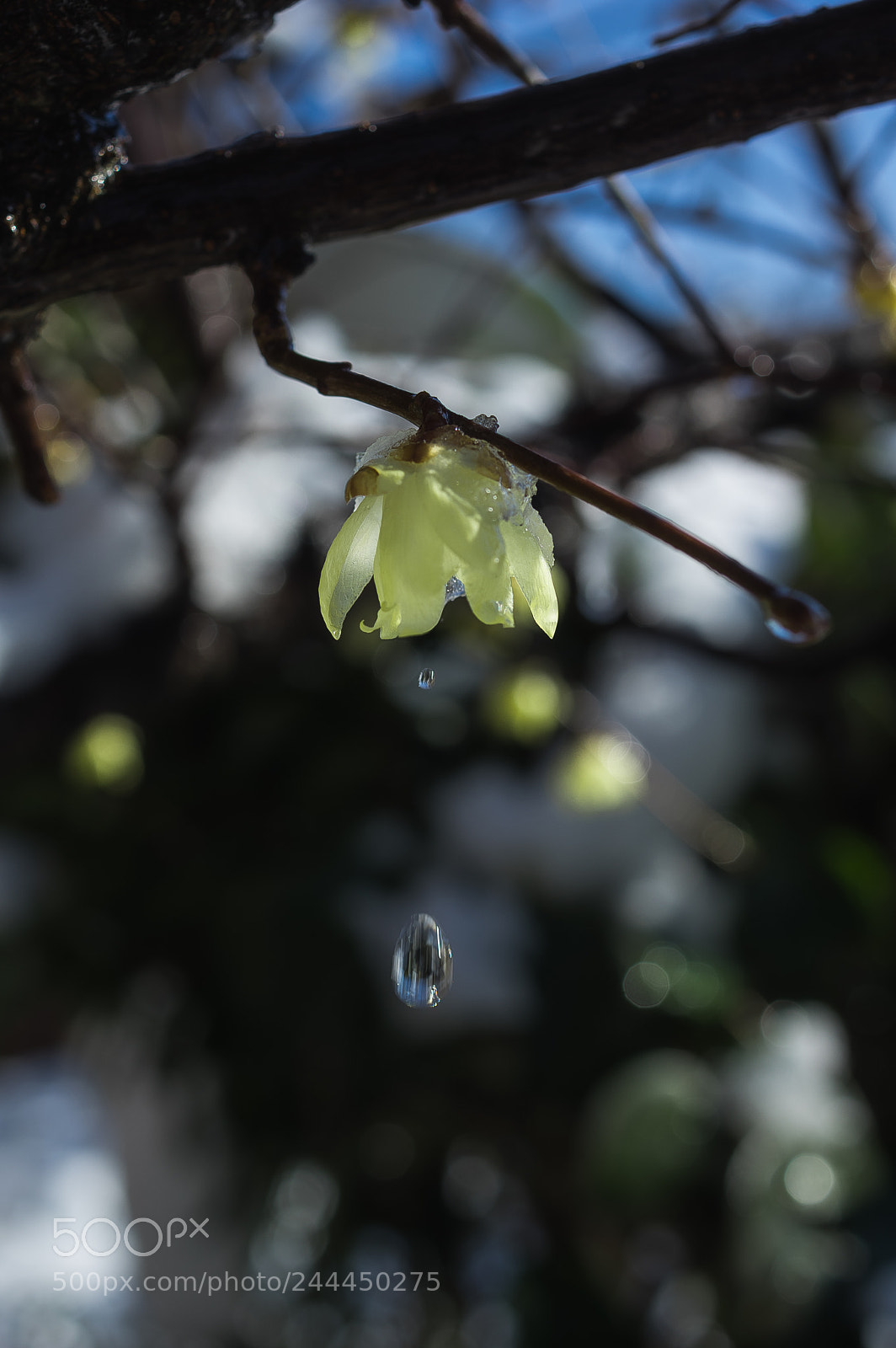 Pentax K-3 II sample photo. After the snow photography