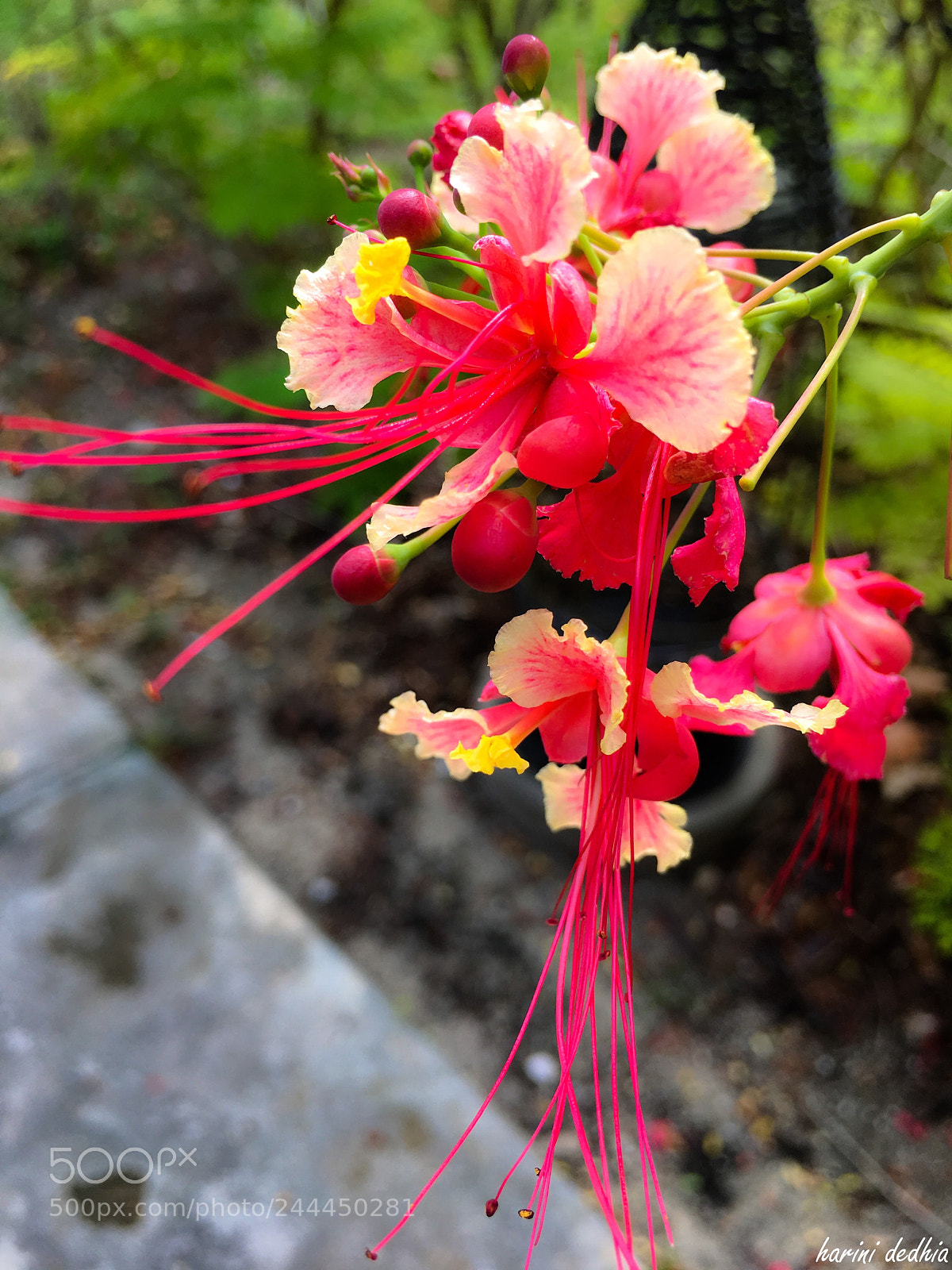 Apple iPhone 6s sample photo. Bloom. photography