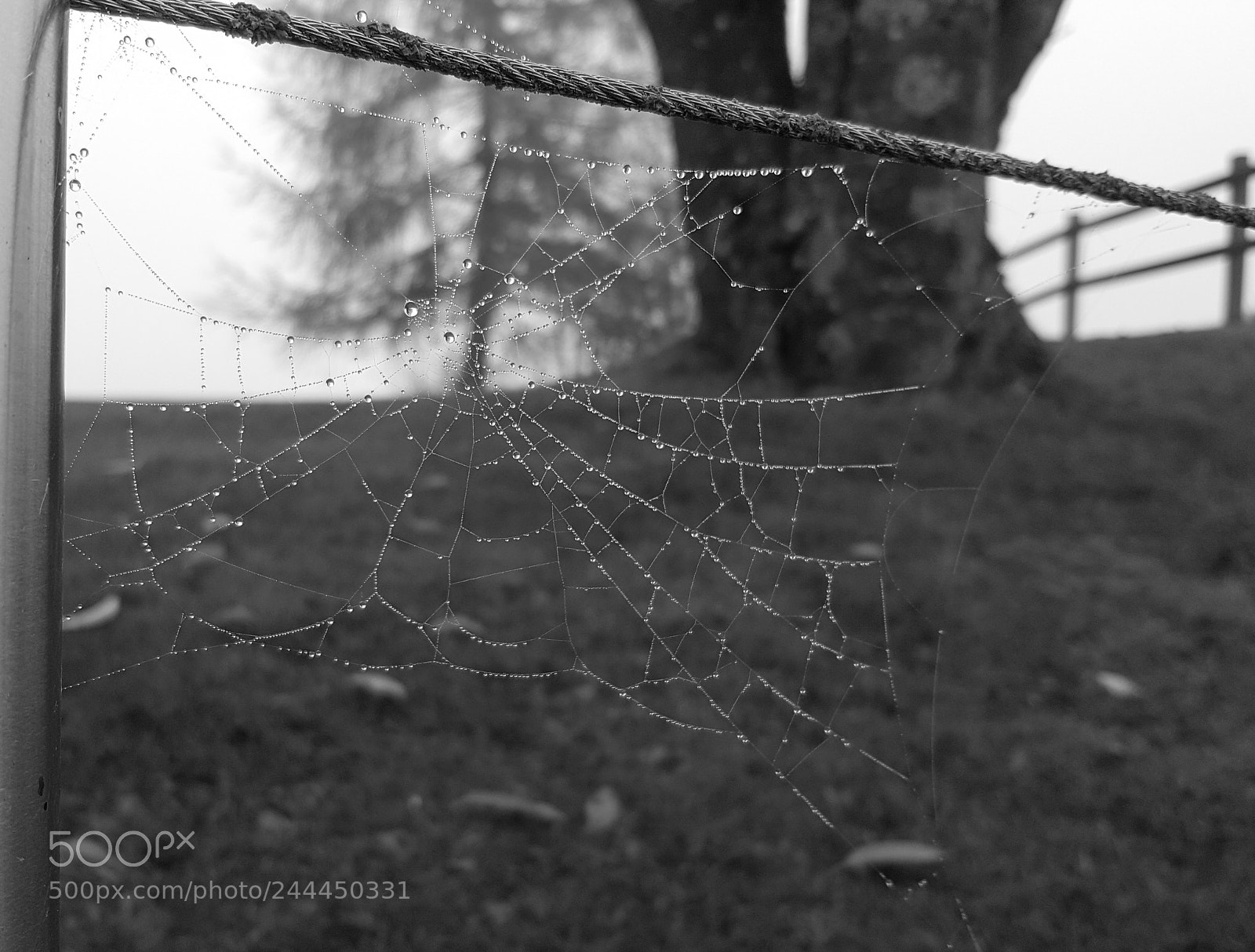 Samsung GALAXY S6 edge sample photo. Spinnen-netz mit tautropfen photography