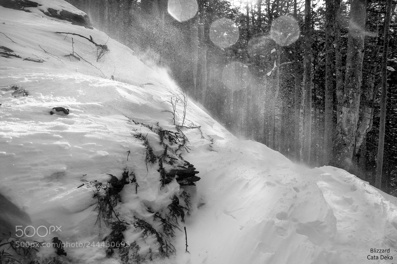 Nikon D90 sample photo. Blizzard photography