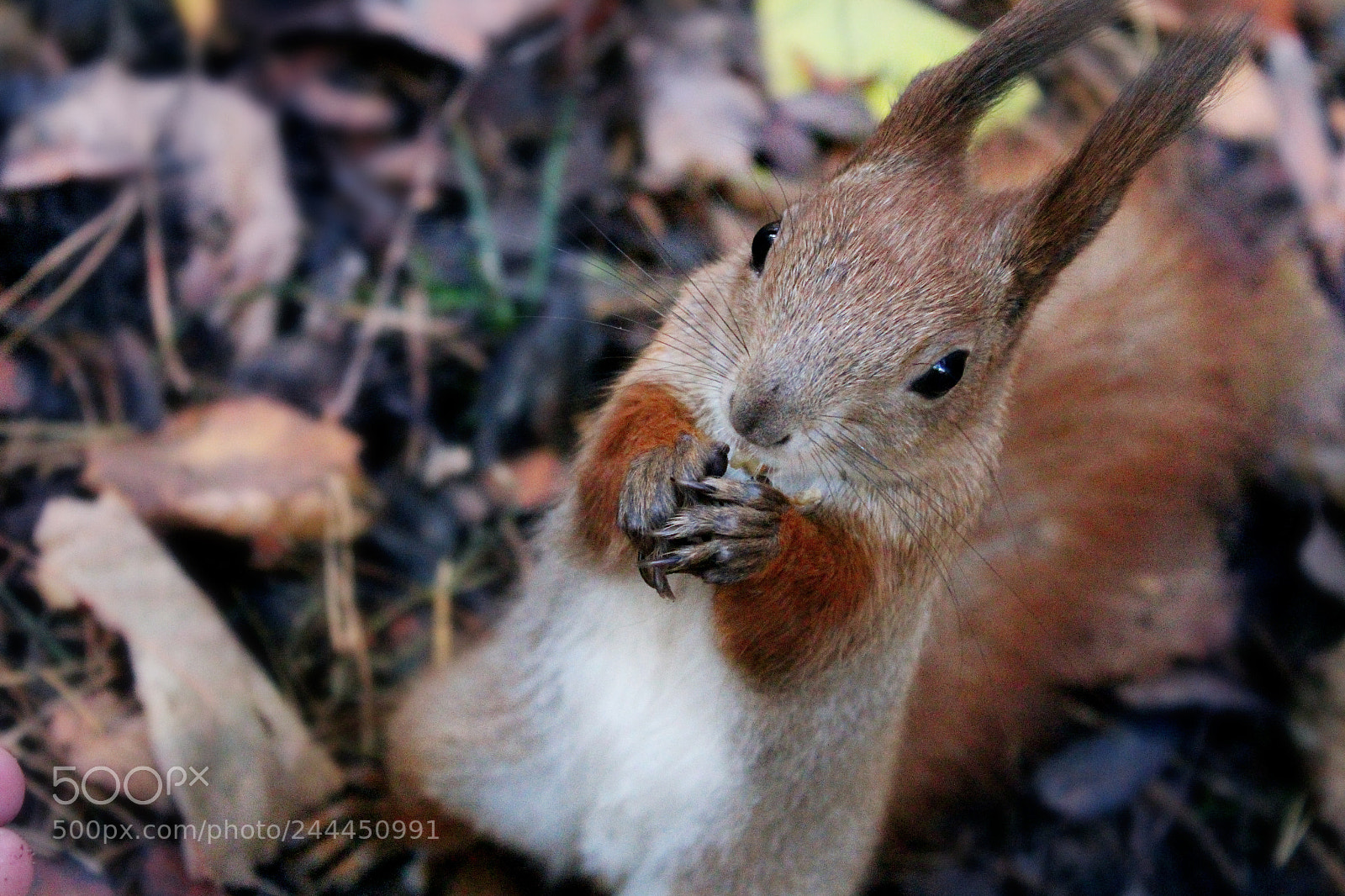 Canon EOS 650D (EOS Rebel T4i / EOS Kiss X6i) sample photo. Squirrel photography