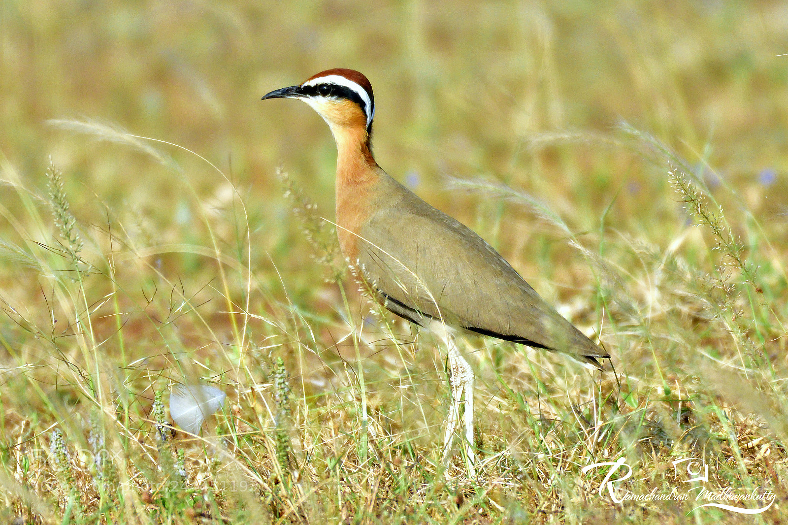 Nikon D500 sample photo. The indian courser cursorius photography
