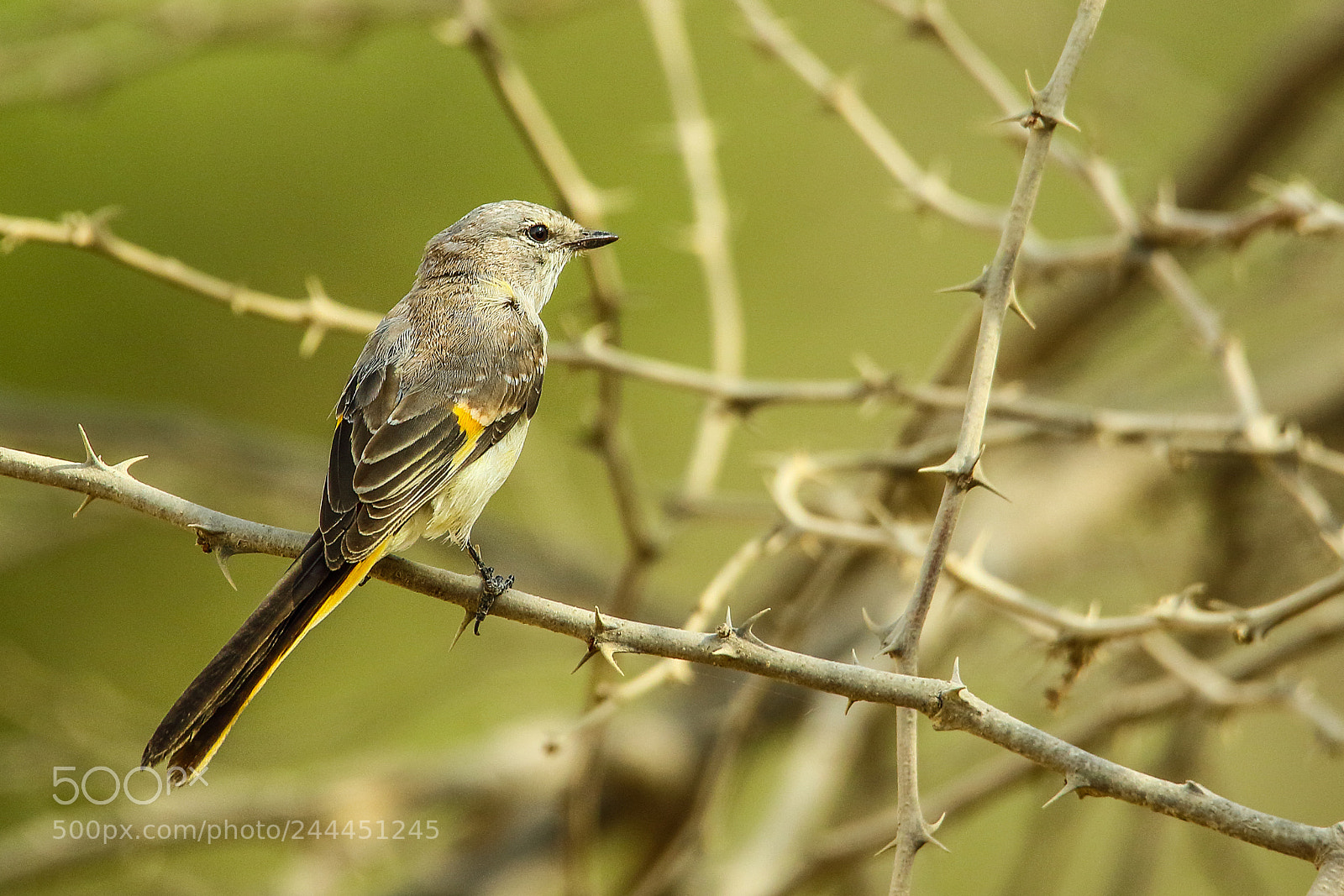 Canon EOS 7D Mark II sample photo. Small minivet (f) photography