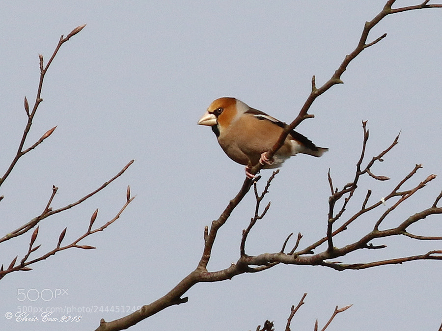 Canon EOS 7D Mark II sample photo. Hawfinch photography