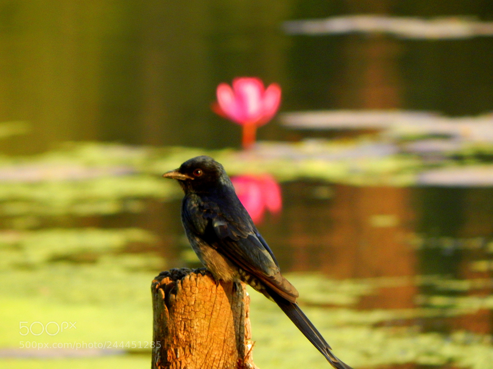 Nikon Coolpix L820 sample photo. Sparrow photography