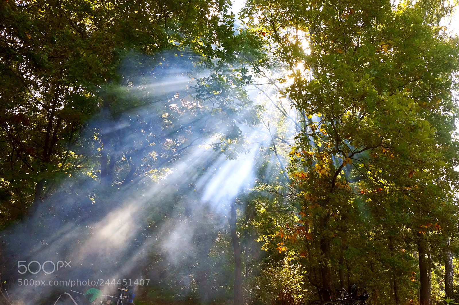 Sony Alpha NEX-5R sample photo. To ignite a forest photography