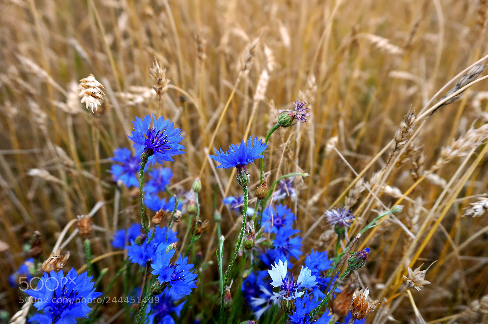 Sony Alpha NEX-3N sample photo. Blue cornflowers among the photography