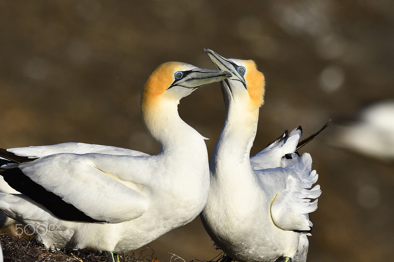 Nikon AF-S Nikkor 300mm F2.8G ED VR II sample photo. Australia gannet in breeding season photography