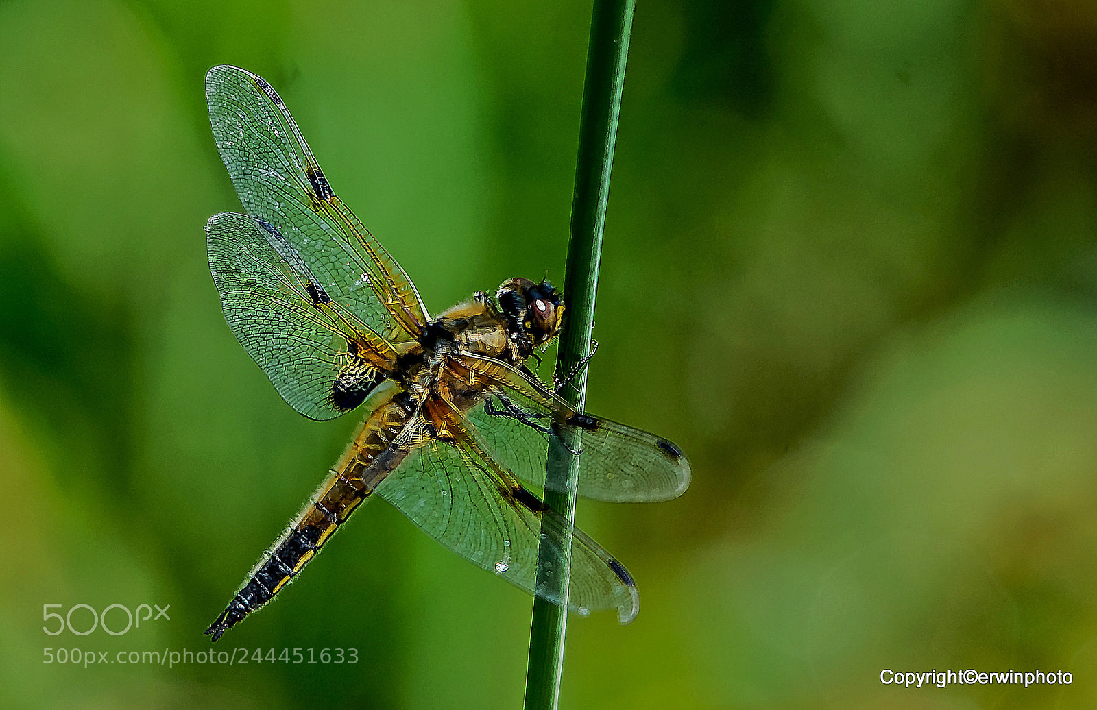 Nikon D7100 sample photo. Vier fleck libelle photography