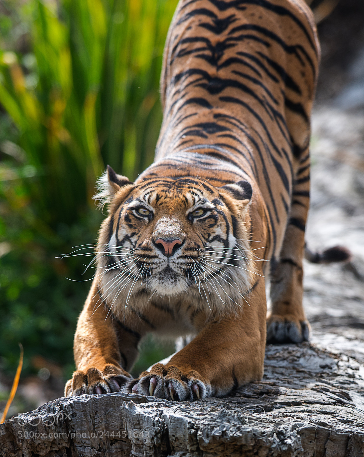 Nikon D850 sample photo. Downward cat photography