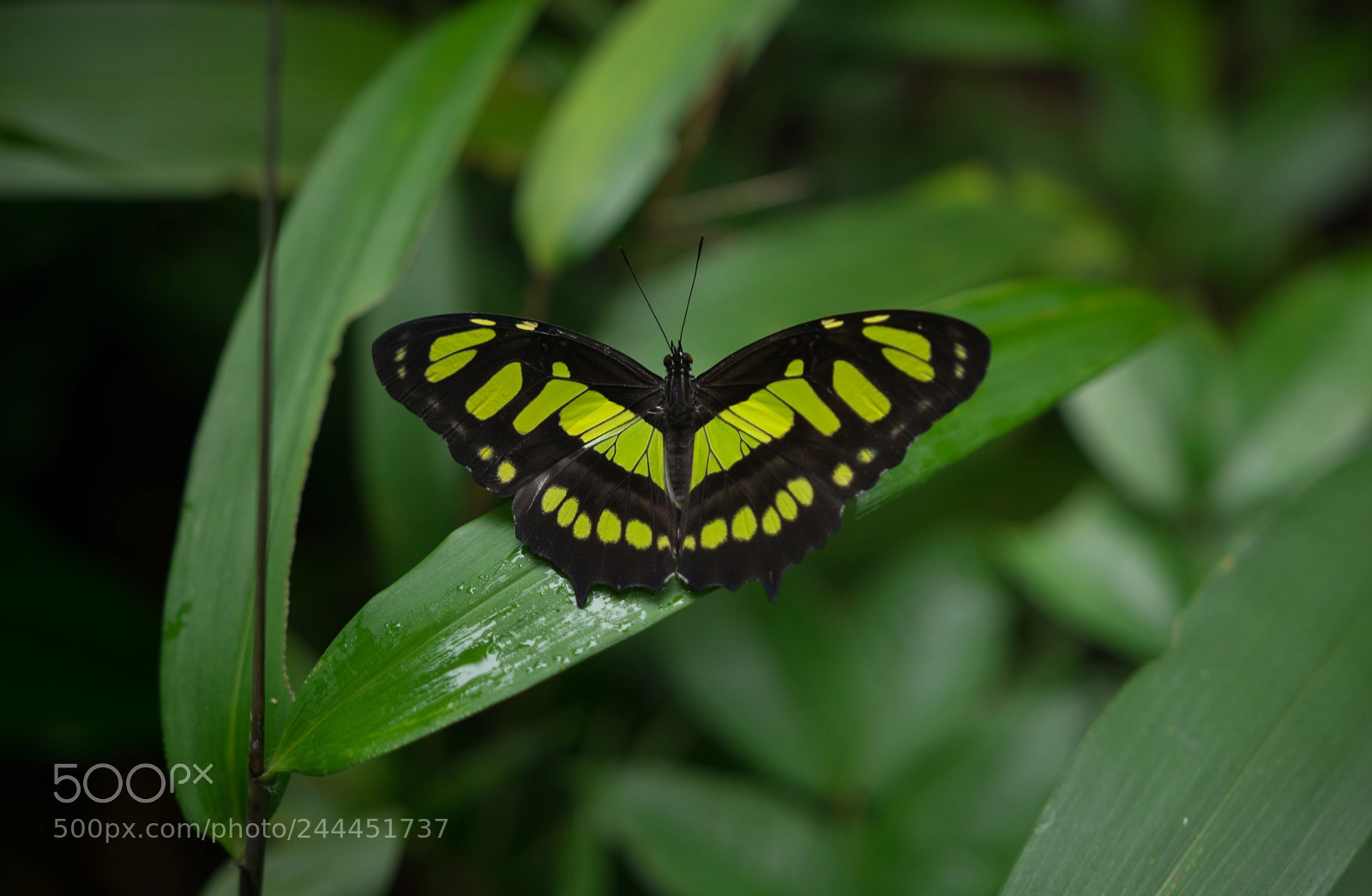 Pentax K-3 sample photo. Img photography