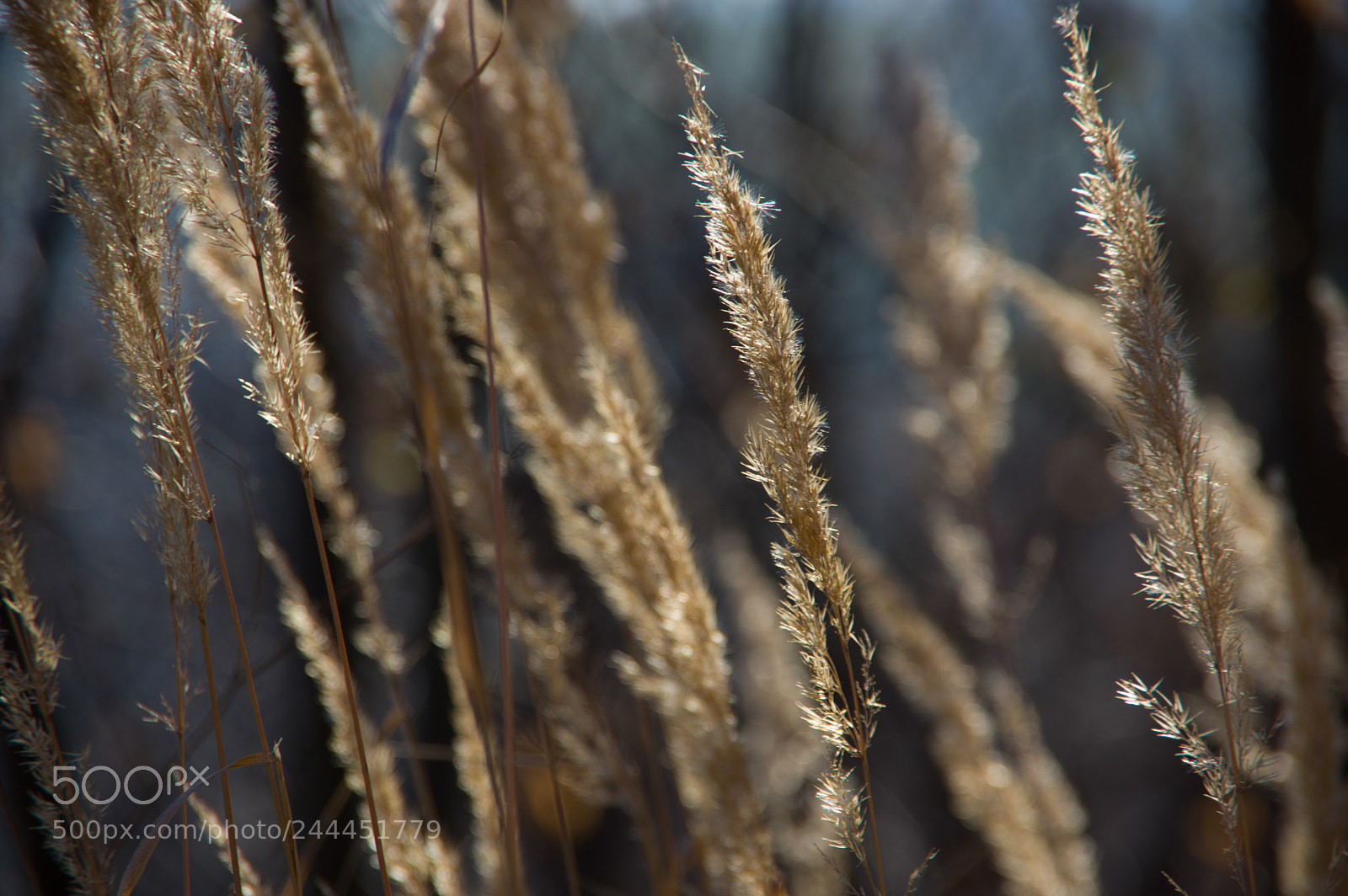 Pentax K-3 sample photo. Img photography