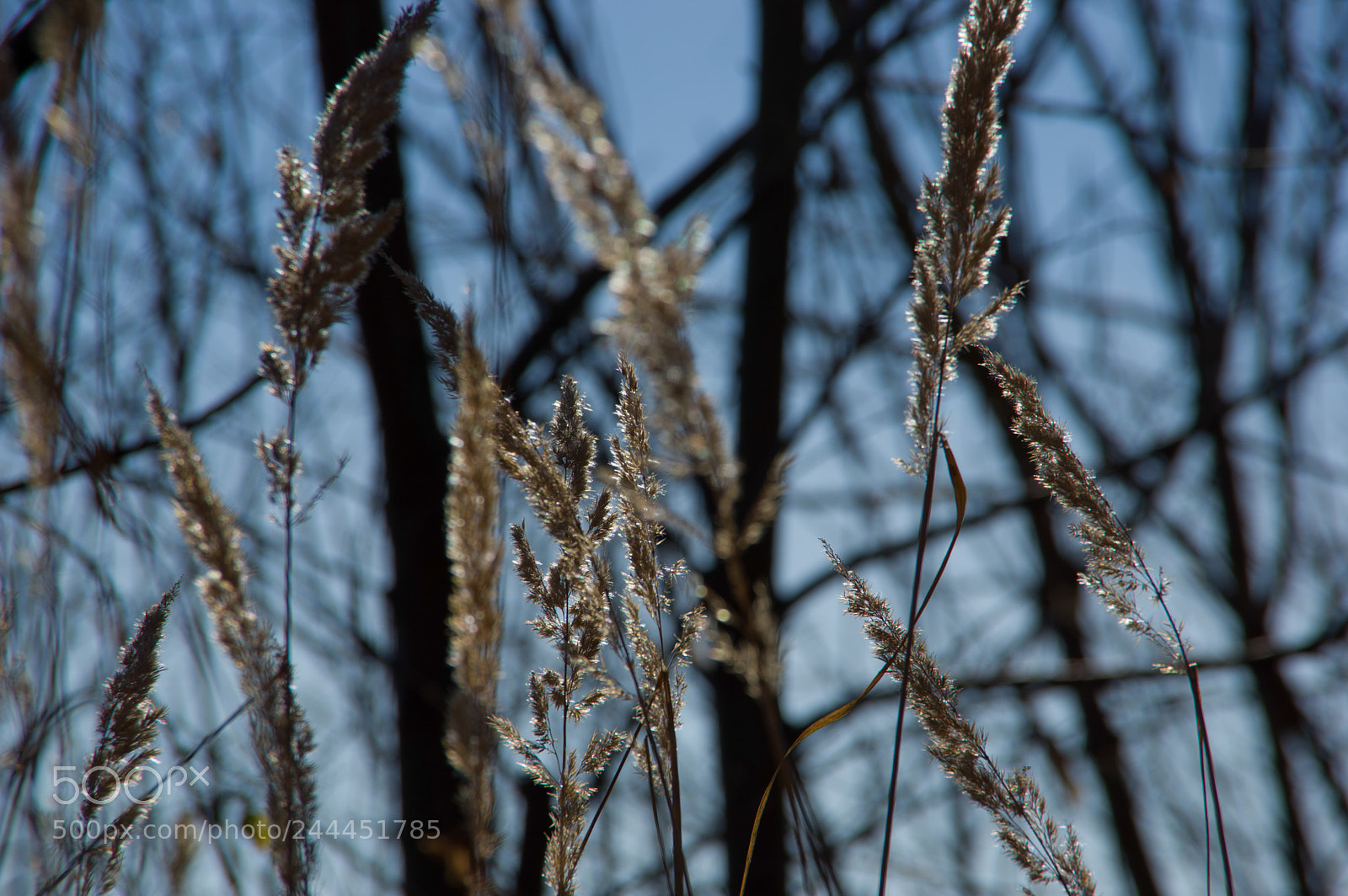 Pentax K-3 sample photo. Img photography