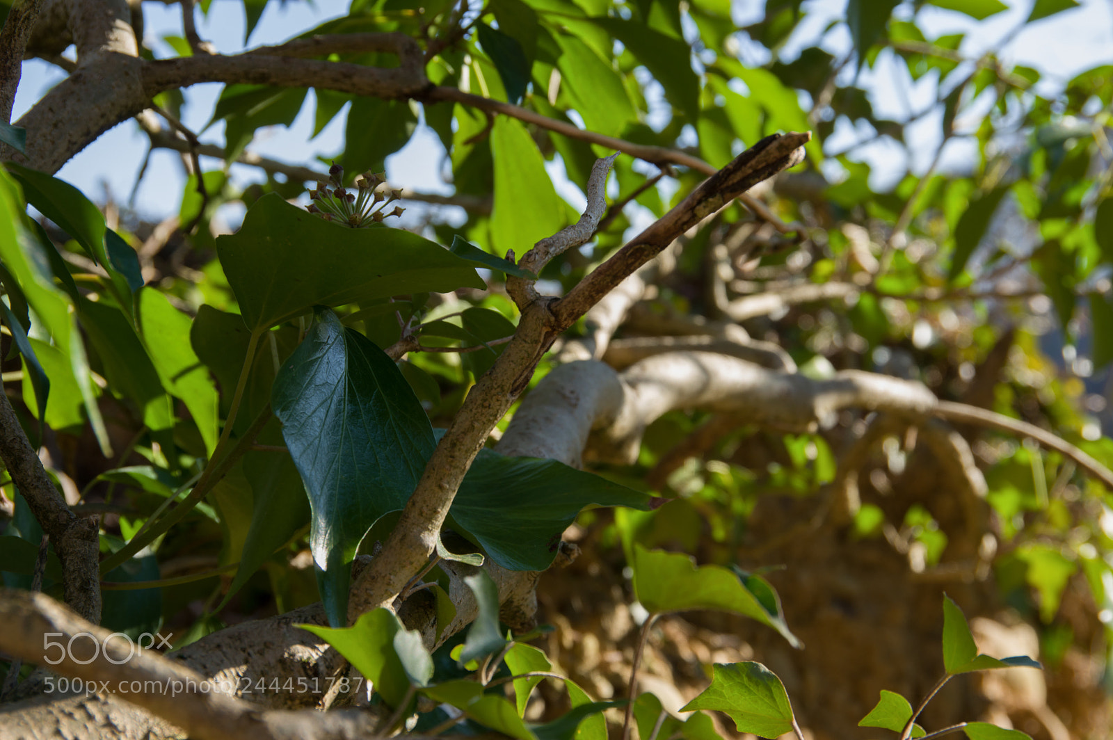 Pentax K-3 sample photo. Img photography