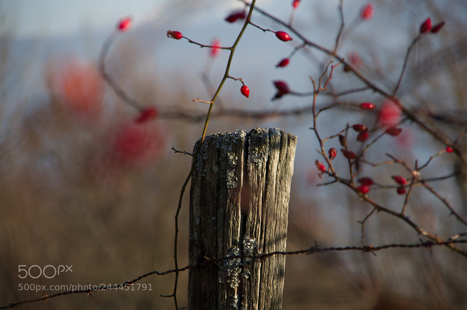 Pentax K-3 sample photo. Img photography
