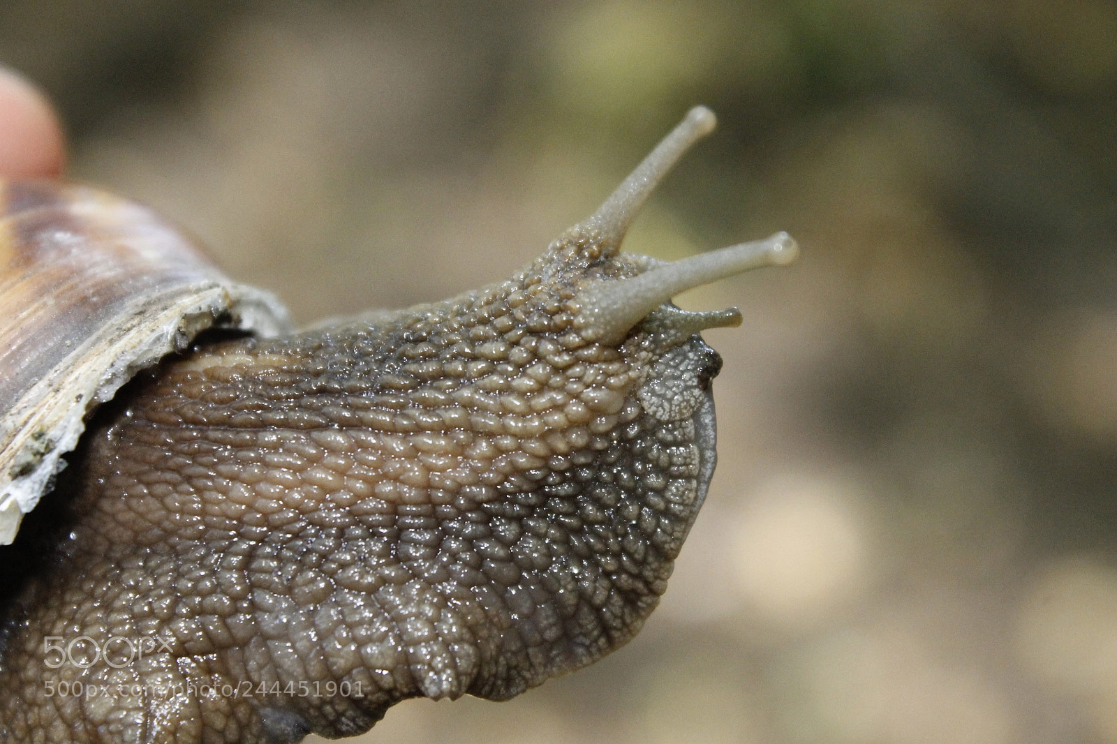 Canon EOS 1100D (EOS Rebel T3 / EOS Kiss X50) sample photo. Snail photography