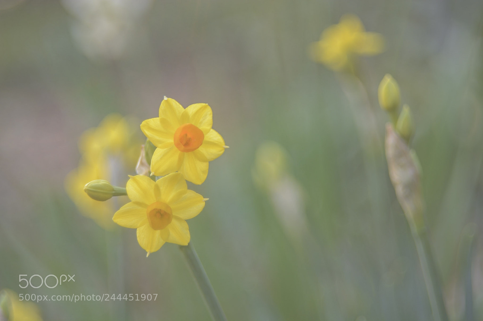 Nikon D7100 sample photo. Suisen-kiiro photography