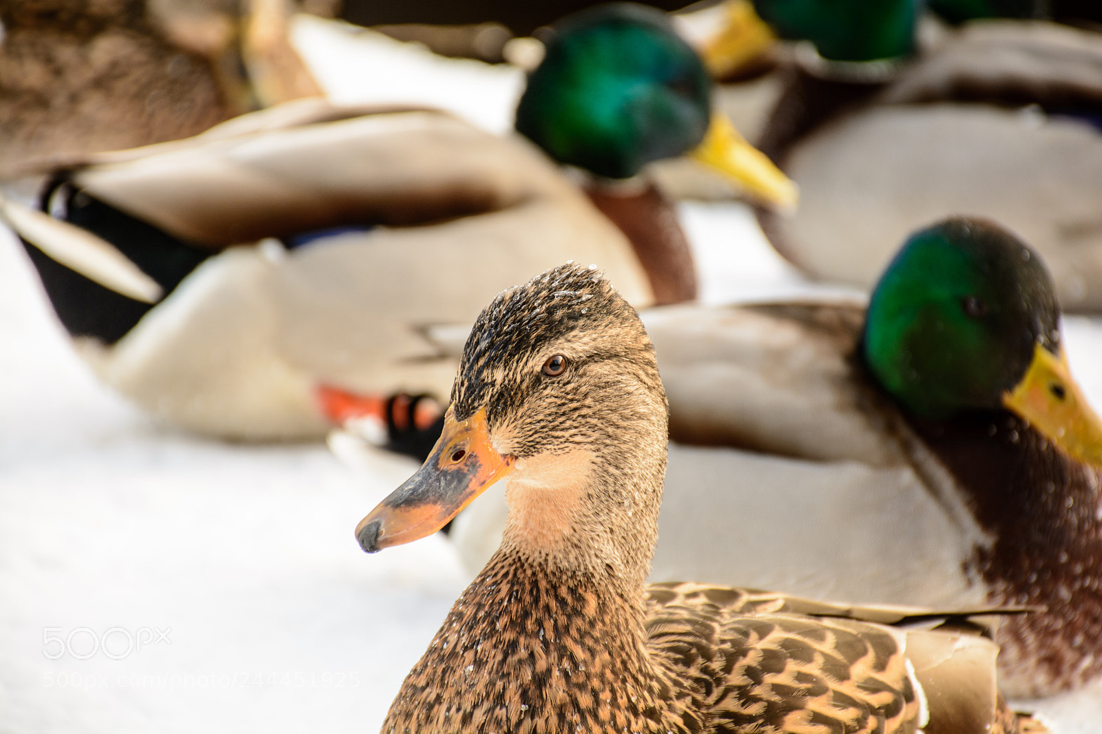 Nikon D7100 sample photo. The duck on the photography