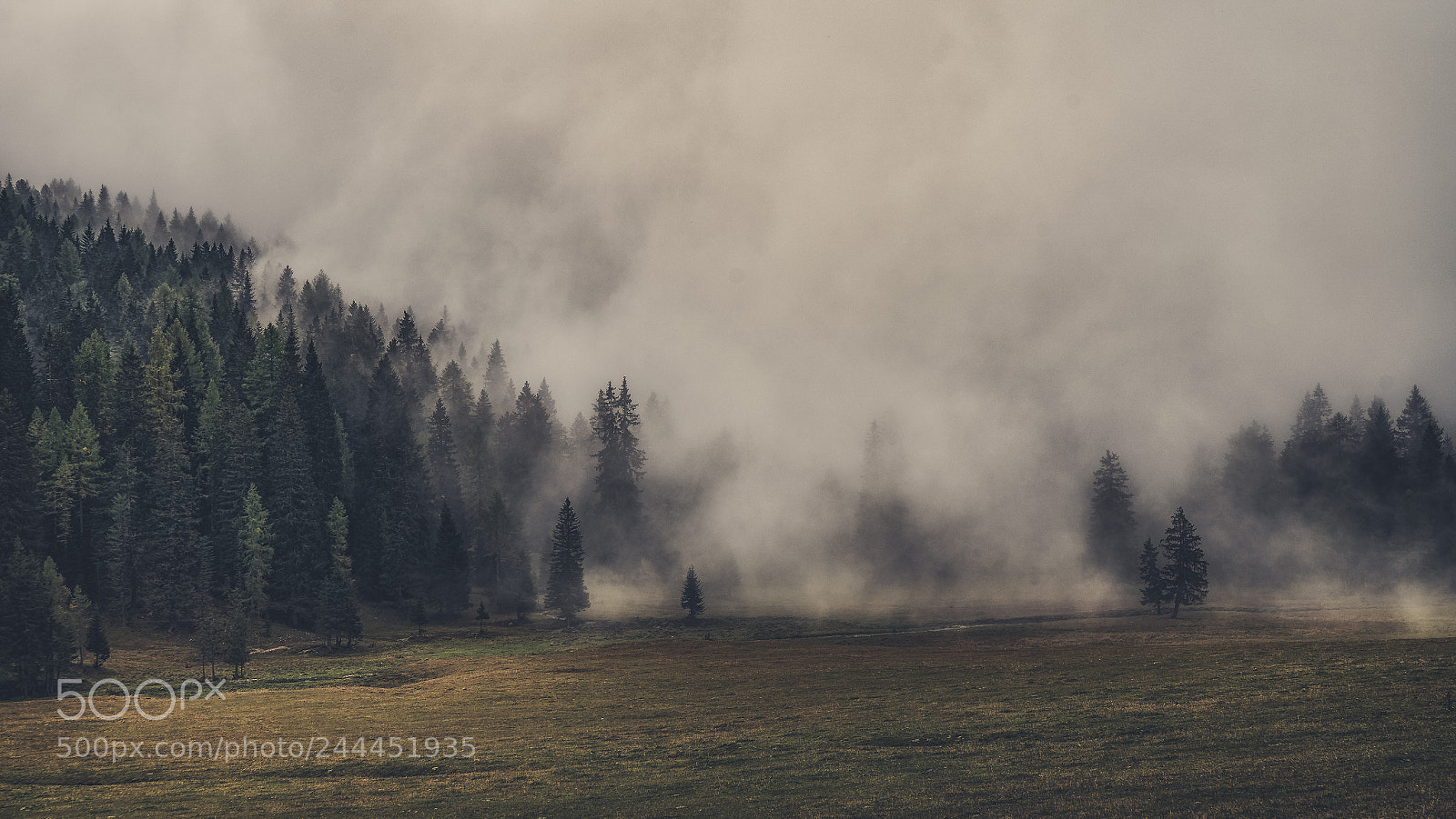 Sony a7 II sample photo. The fog photography
