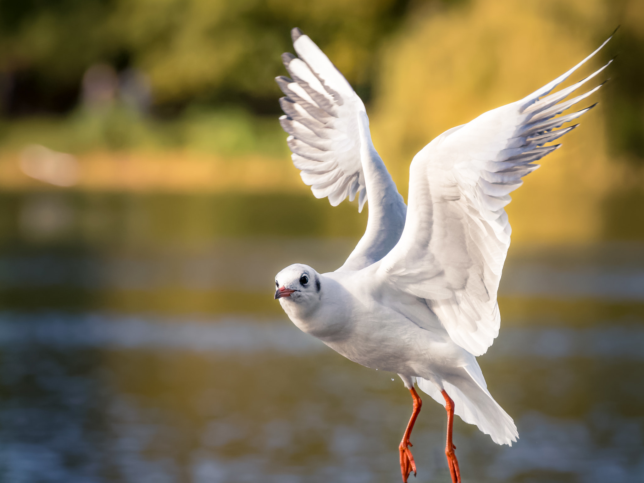 Nikon D500 sample photo. Landing seagull photography