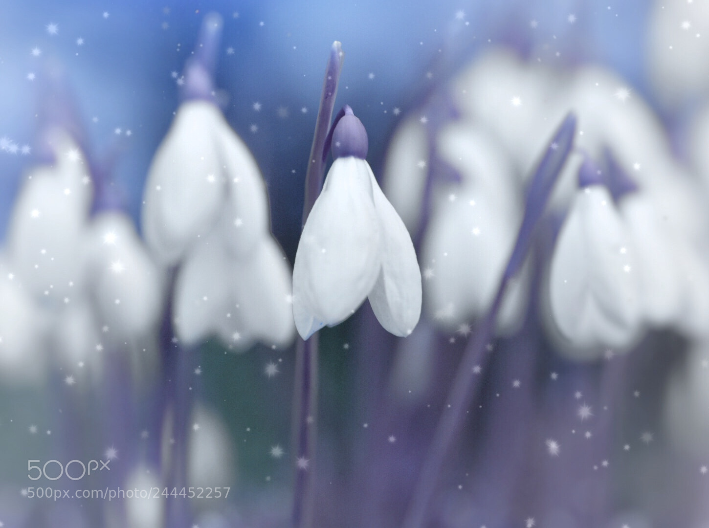 Nikon D5600 sample photo. Snowy snowbells photography