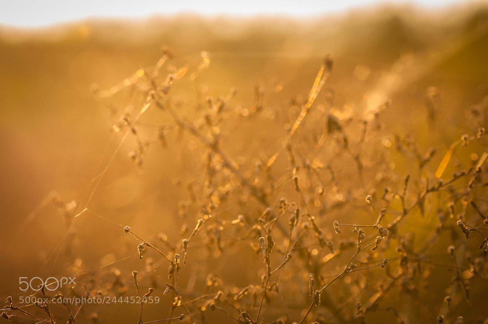 Nikon D5000 sample photo. Golden warmth photography
