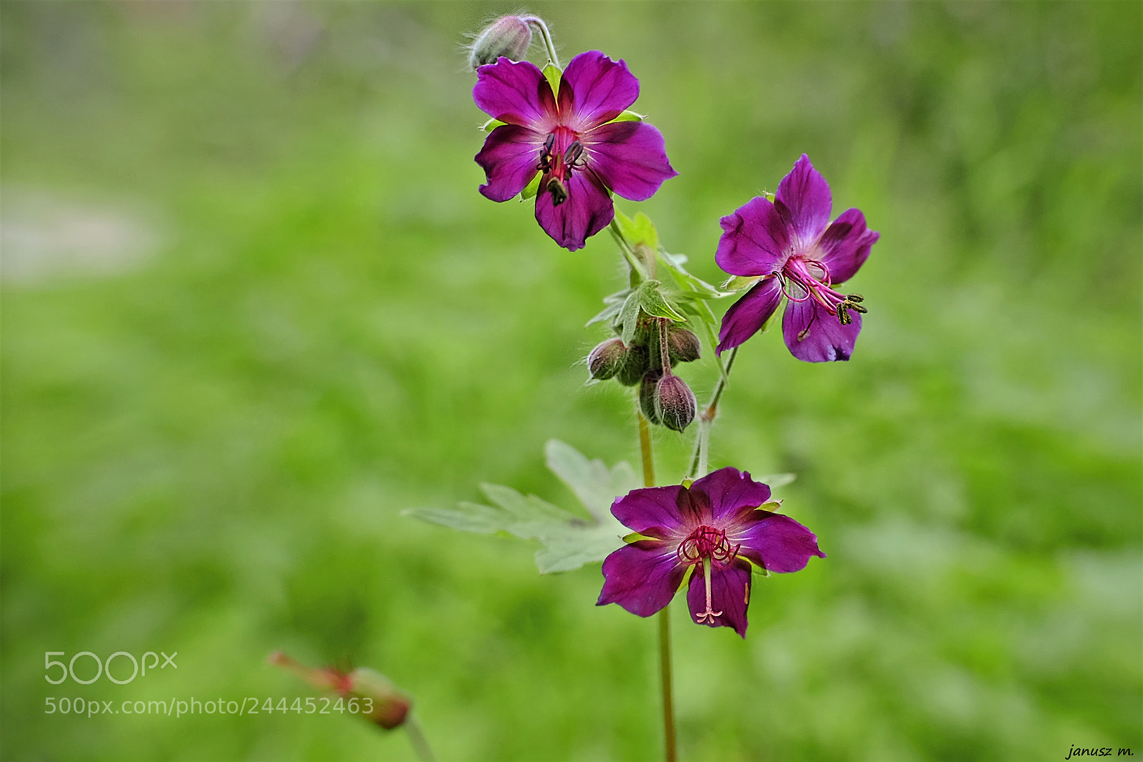 Fujifilm X-T10 sample photo. Field flowers photography