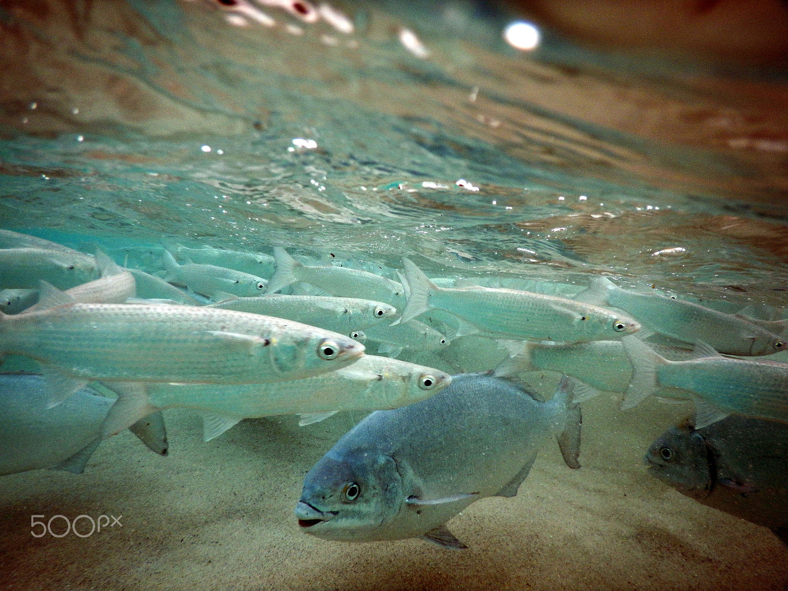 Nikon Coolpix AW130 sample photo. Hungry sand mullet photography