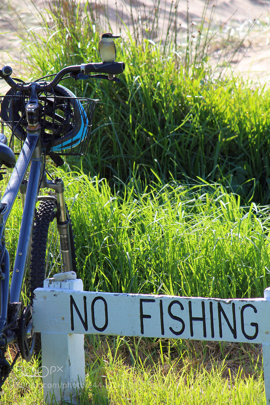 Canon EF-S 55-250mm F4-5.6 IS II sample photo. Kingfisher sense of humor photography