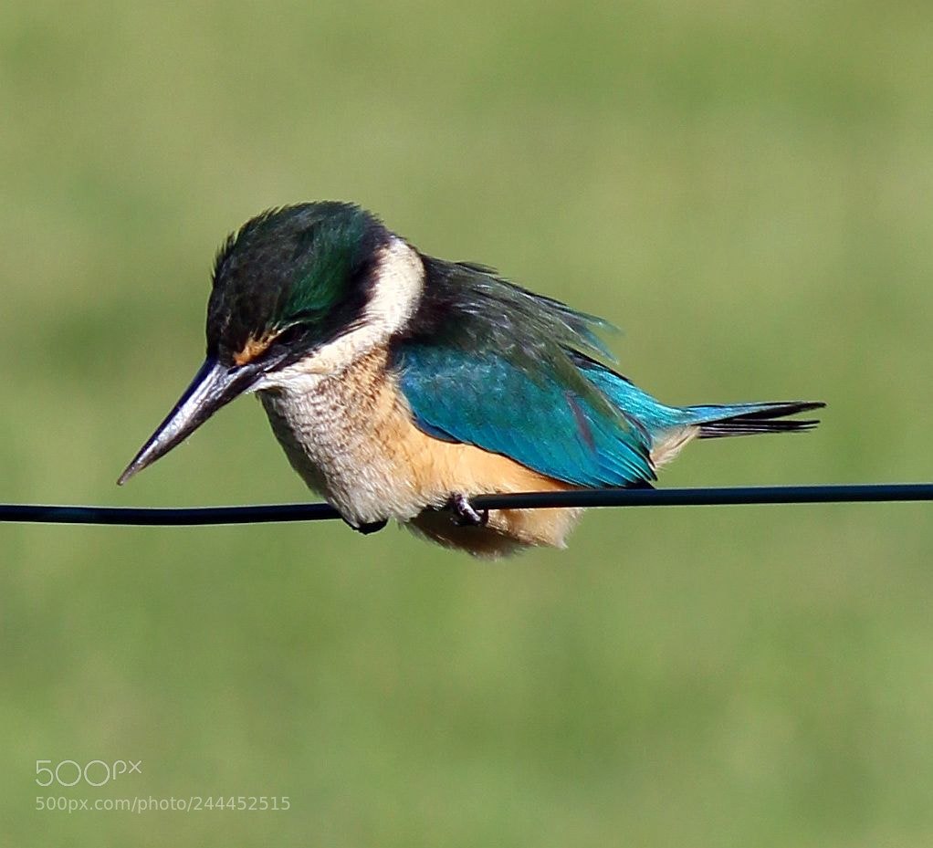 Canon EF-S 55-250mm F4-5.6 IS II sample photo. Sacred kingfisher fence photography