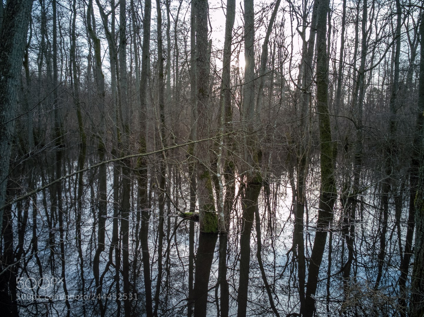 HUAWEI Honor 9 sample photo. Swamp in winters light photography