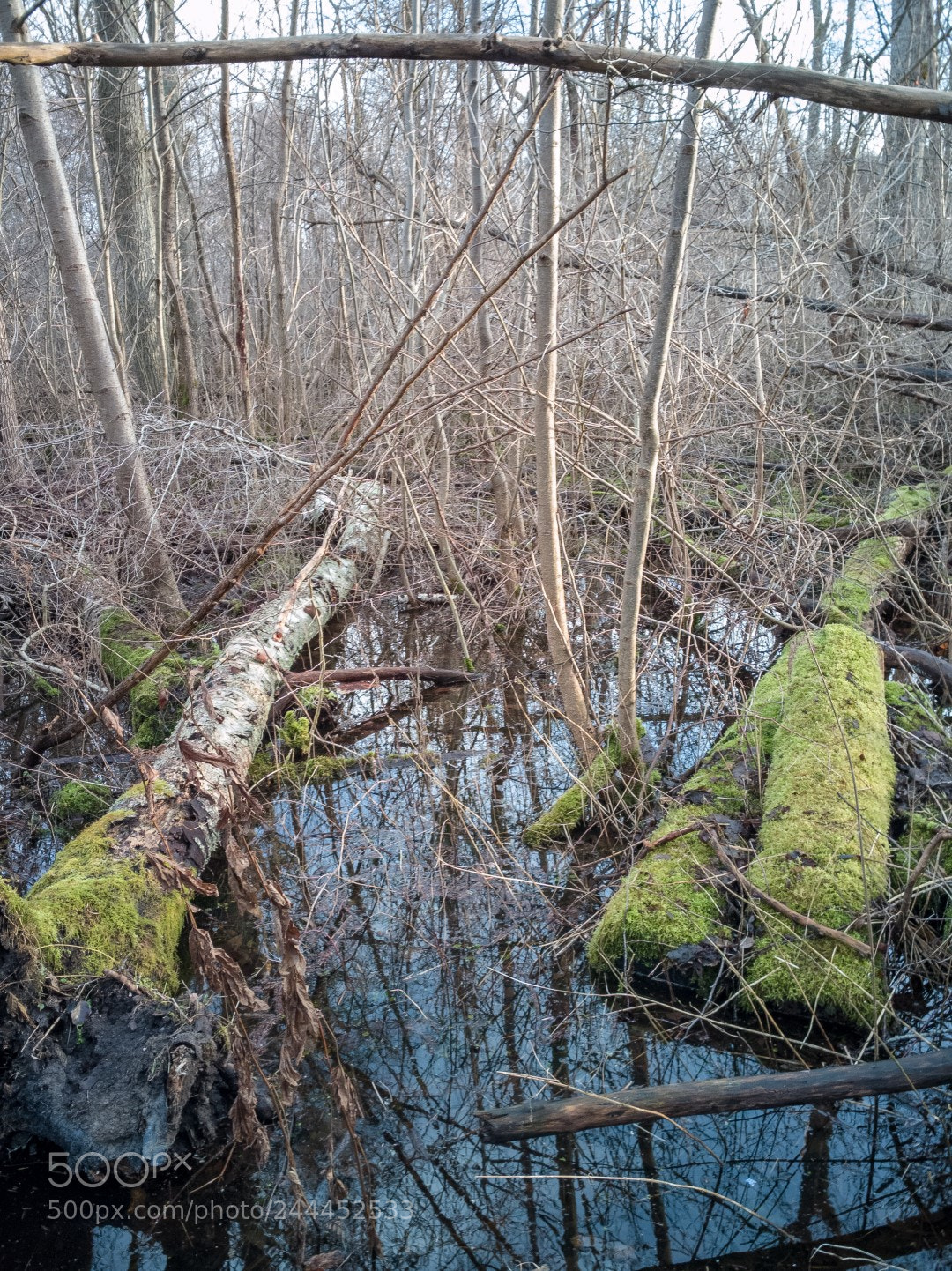 HUAWEI Honor 9 sample photo. Disorder in the swamp photography