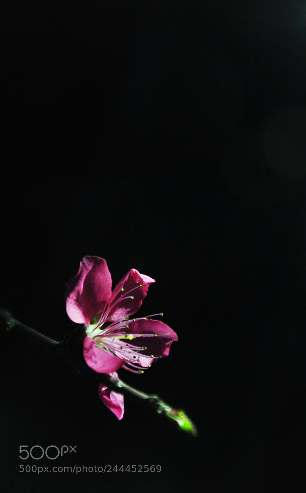 Nikon D90 sample photo. 那些花 photography