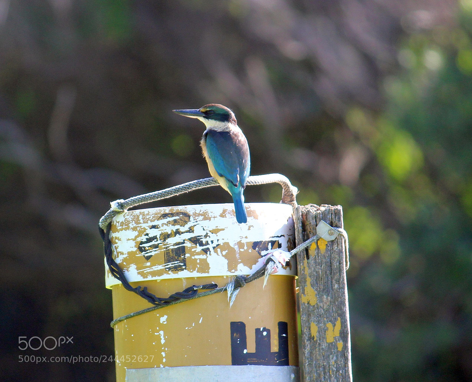 Canon EF-S 55-250mm F4-5.6 IS II sample photo. Sacred kingfisher photography