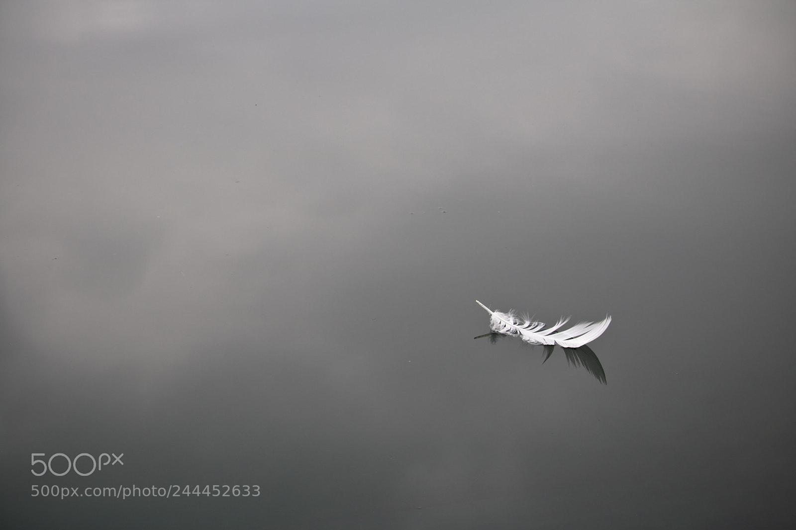 Canon EOS 760D (EOS Rebel T6s / EOS 8000D) sample photo. Lonely lost swan feather photography