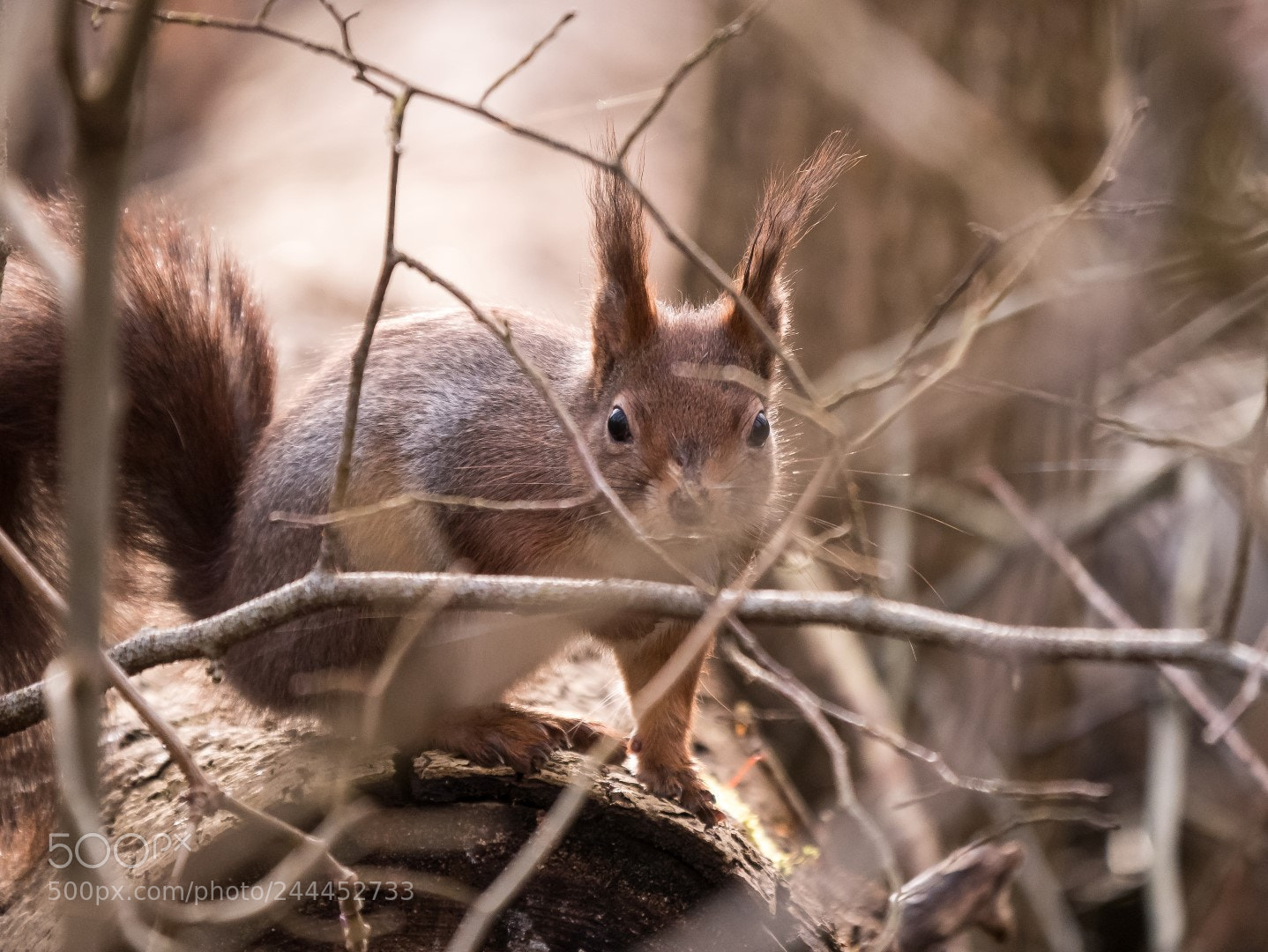 Panasonic Lumix DMC-GX85 (Lumix DMC-GX80 / Lumix DMC-GX7 Mark II) sample photo. I am watching you photography