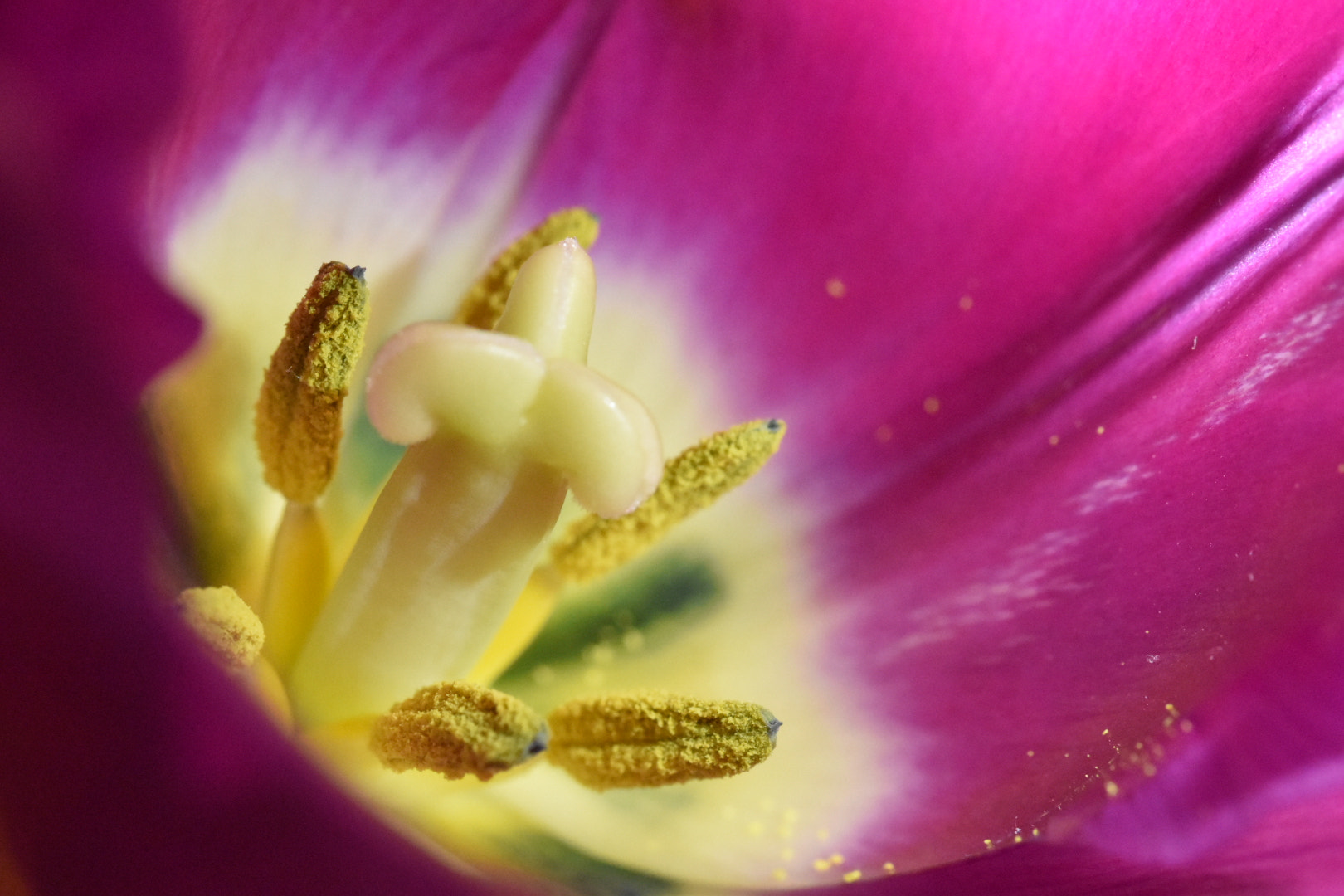 Sigma 105mm F2.8 EX DG OS HSM sample photo. Purple tulip photography
