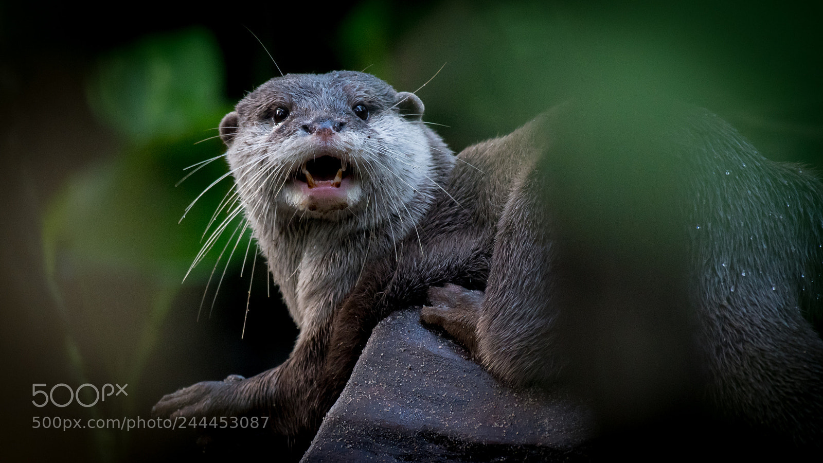 Nikon D500 sample photo. Otter photography