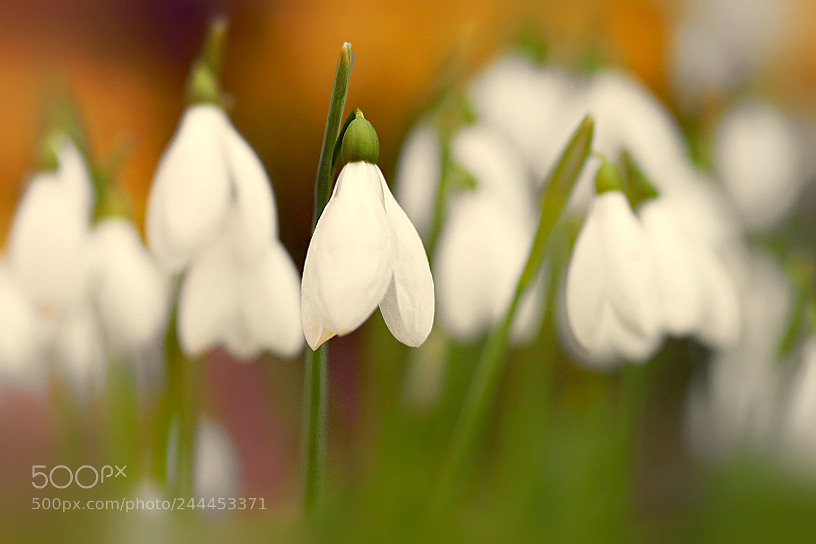 Nikon D5600 sample photo. Spring is coming:) photography
