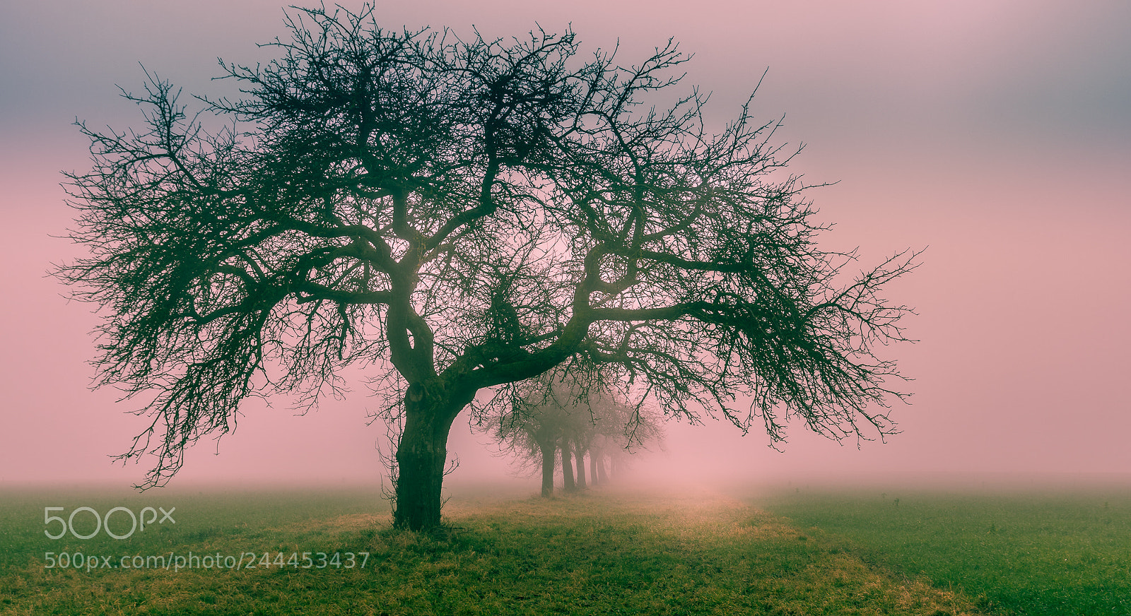 Pentax K-3 sample photo. A foggy day photography