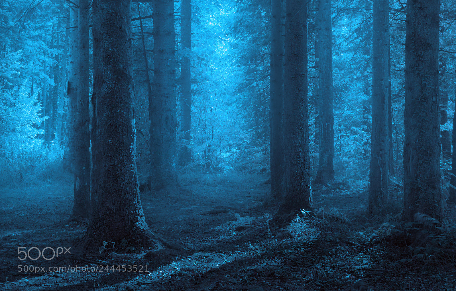 Nikon D610 sample photo. Forest photography