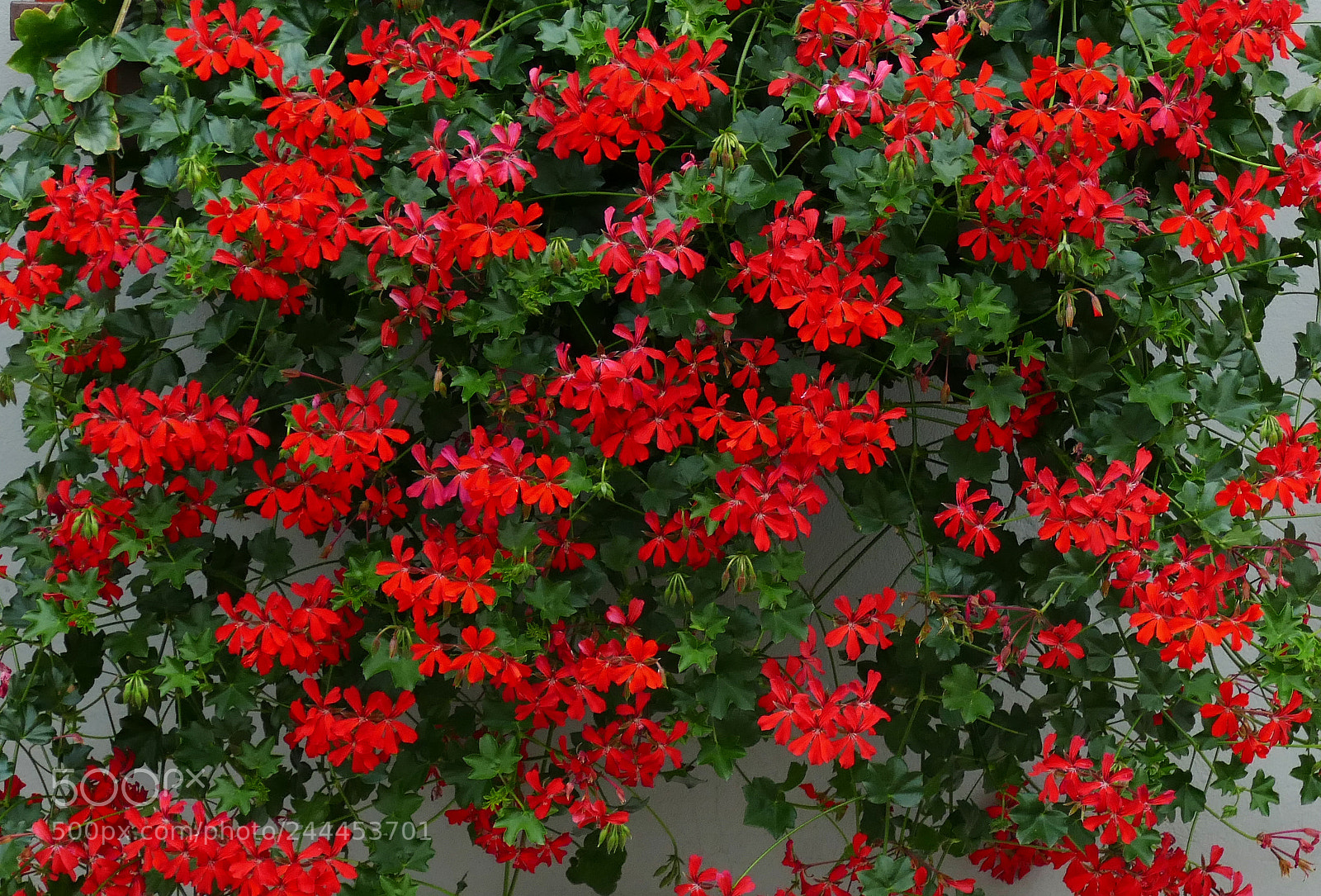 Panasonic Lumix DMC-FZ1000 sample photo. Simple and red photography