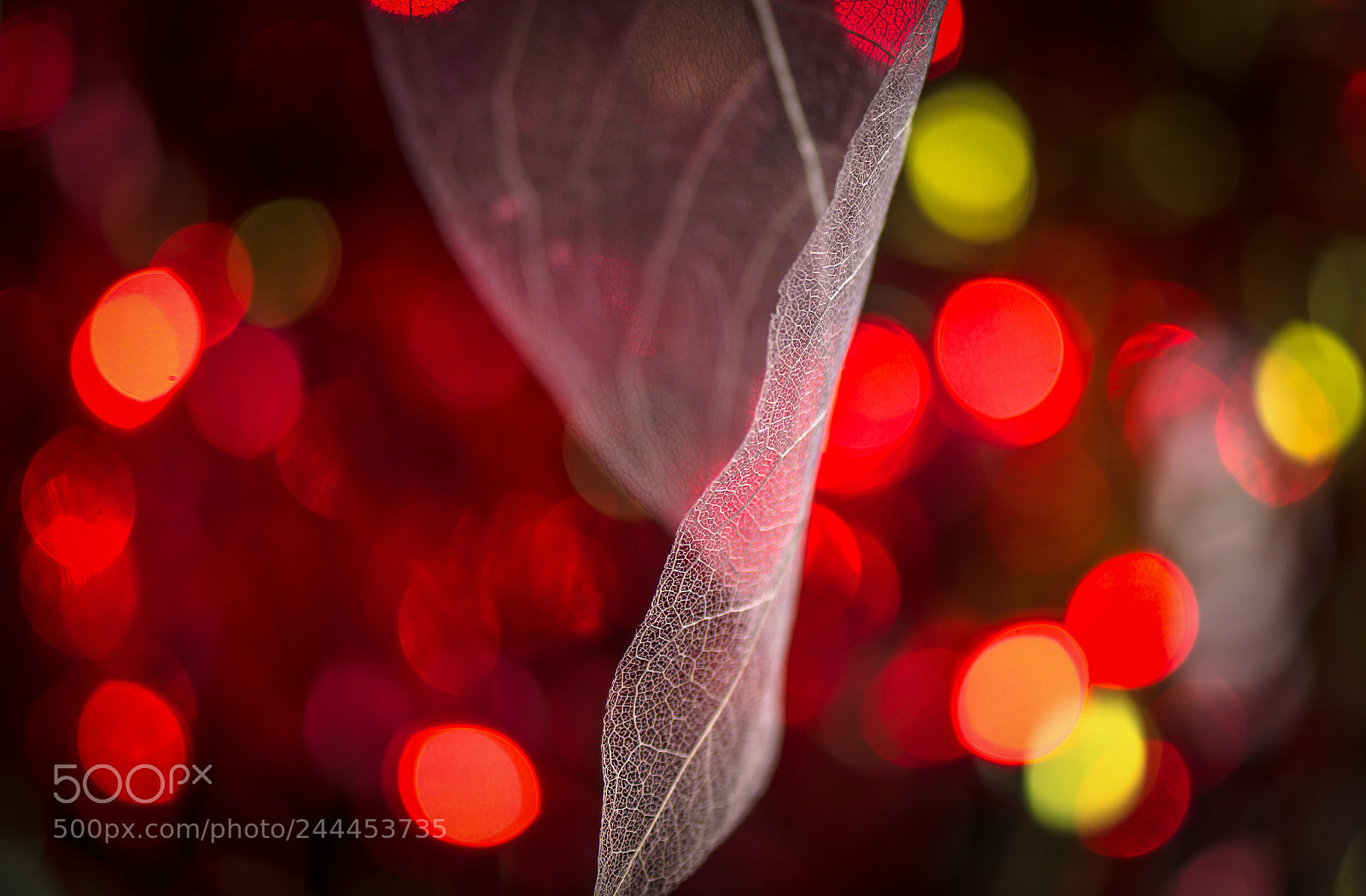Nikon D5100 sample photo. Transition photography