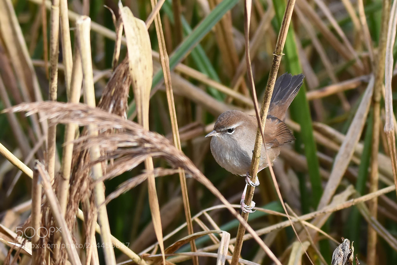 Nikon D7200 sample photo. Cetti's warbler photography