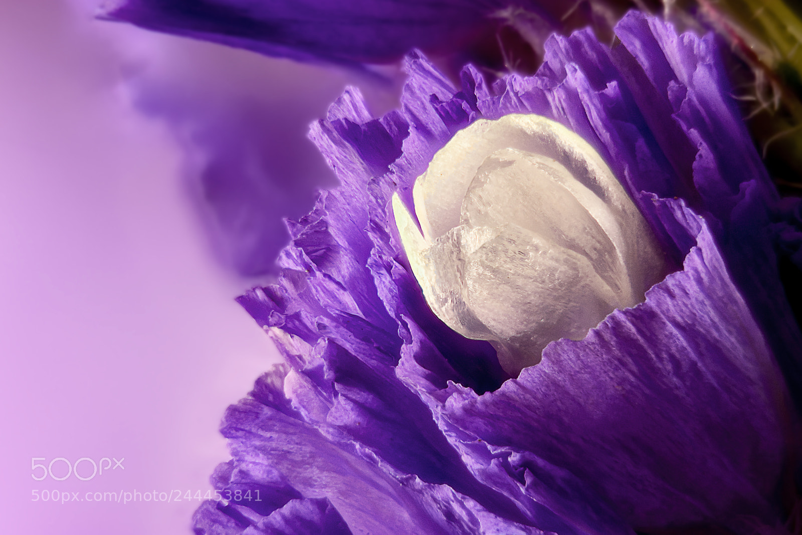 Nikon D5500 sample photo. Statice sea lavender extreme photography