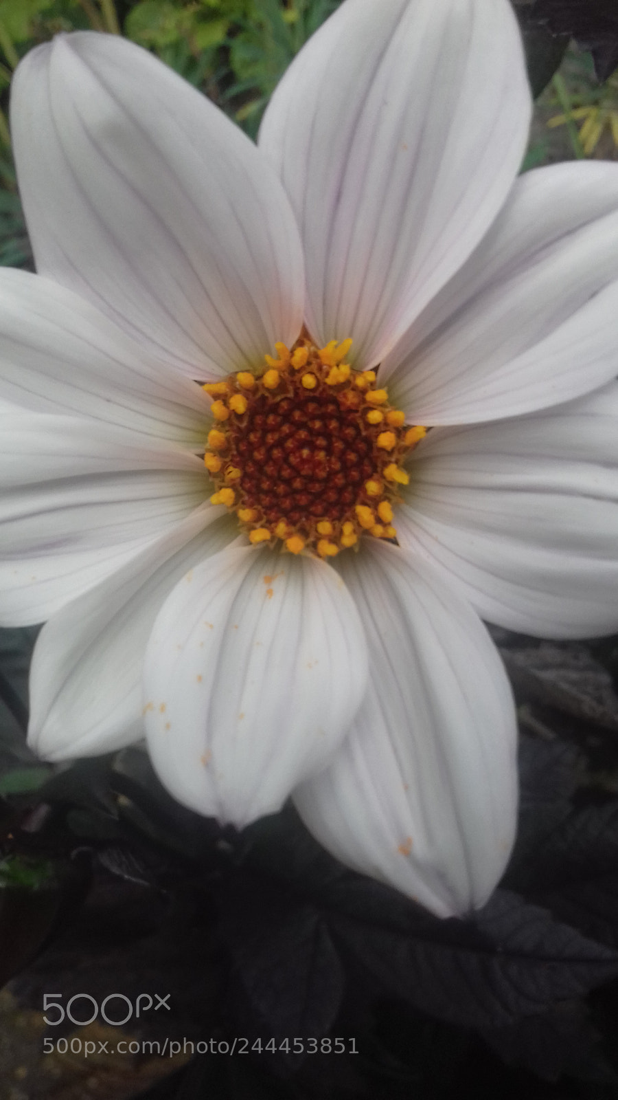 Samsung Galaxy J3(2016) sample photo. White bloom photography