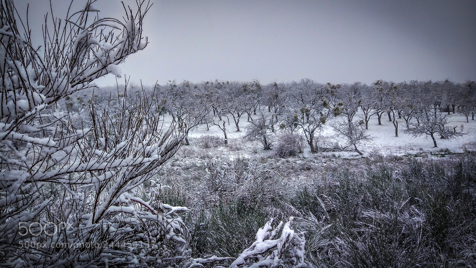 Xiaomi MI 5 sample photo. Winter transcarpathia photography