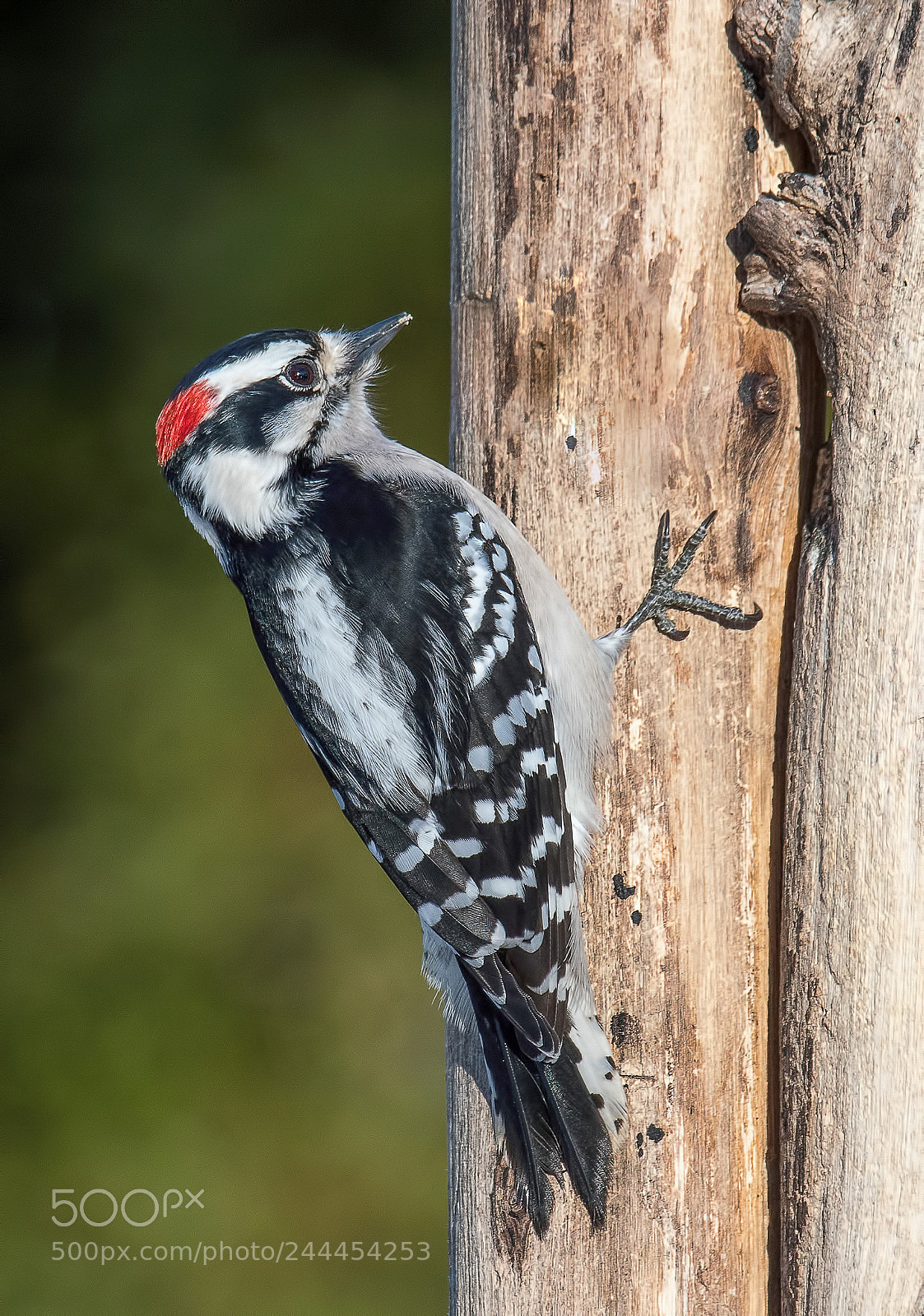 Nikon D500 sample photo. Downy woodpecker photography
