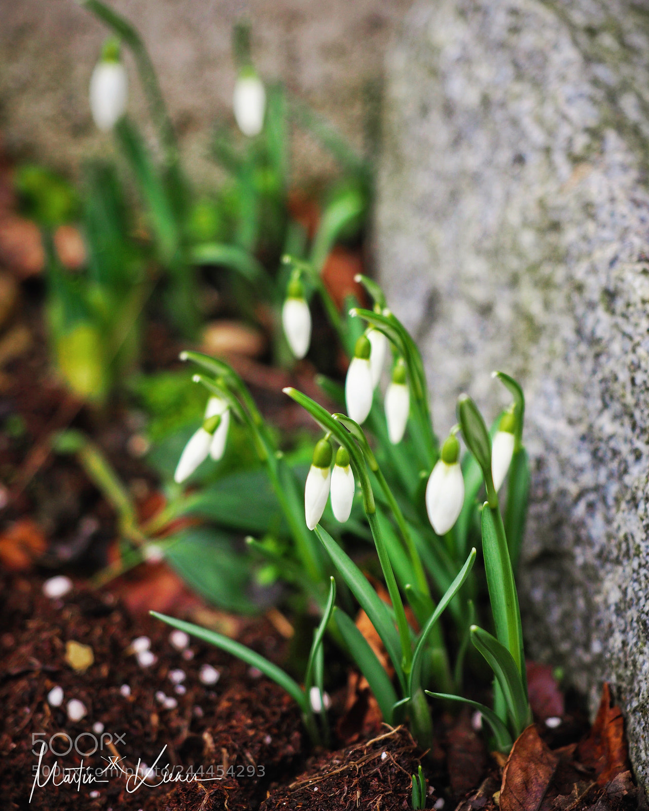 Olympus OM-D E-M1 Mark II sample photo. The heralds of spring photography
