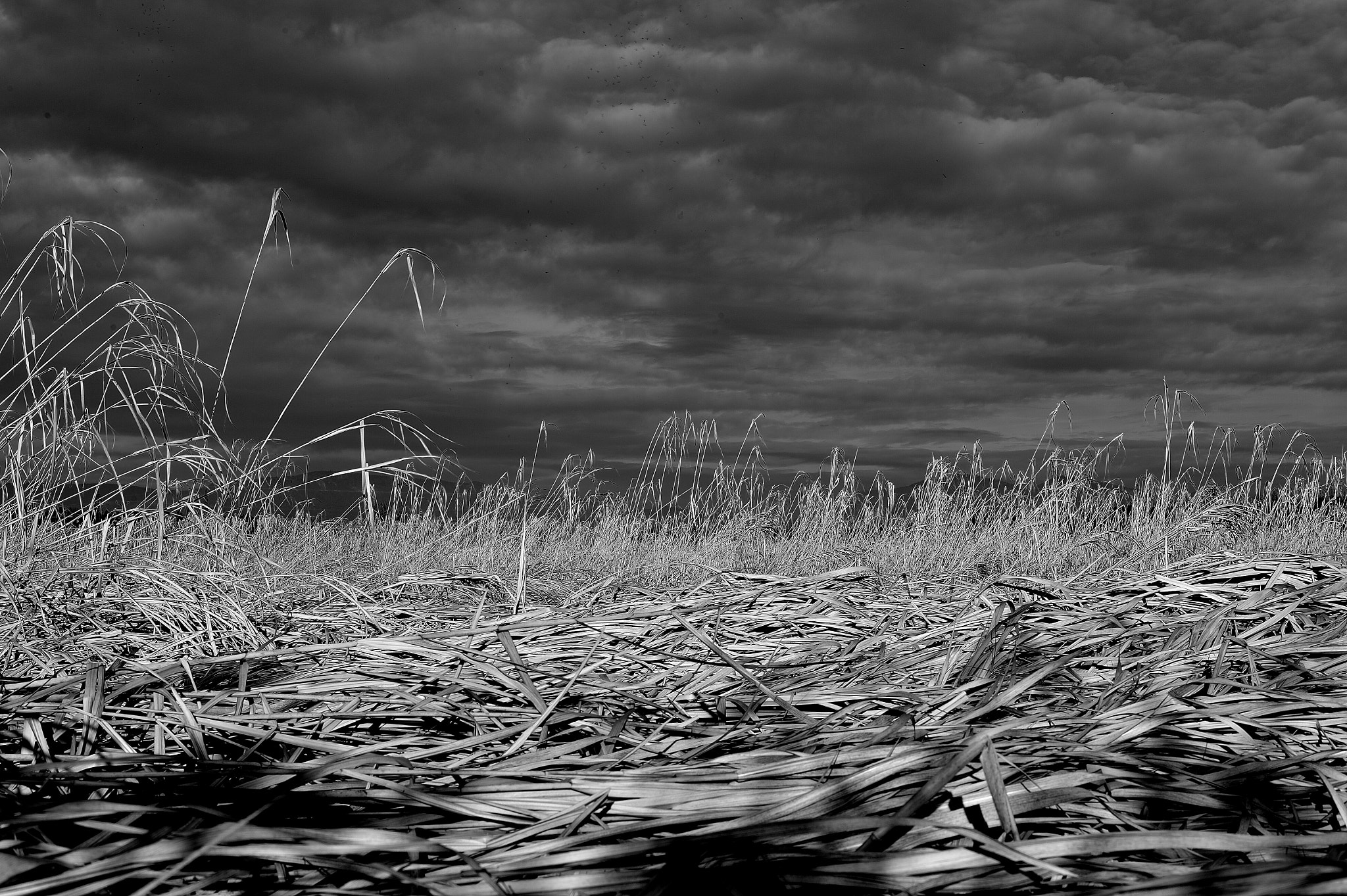 Nikon Df sample photo. Dramatic sky over the reed photography